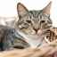 Artróza u mačiek - príčiny a starostlivosť