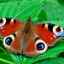 Páv motýľ: vlastnosti a vlastnosti