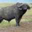 Bison - na ktorom kontinente zviera žije, kde a ako žije