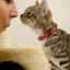 Diagnostika a liečba sínusitídy u mačiek