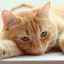 Dyspepsia u mačiek: príčiny, diagnostika a liečba