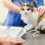 Hypertenzia - vysoký krvný tlak u mačiek