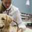 Dropsy u psov: príčiny, diagnostika a liečba