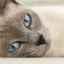 Zápal lymfatických uzlín u mačiek: príčiny a formy ochorenia